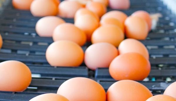 Llandilo Farm Fresh Eggs - Llandilo, NSW
