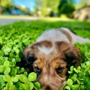 Paoli Vetcare - Pet Services