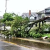 All Pro Able Tree & Timber gallery
