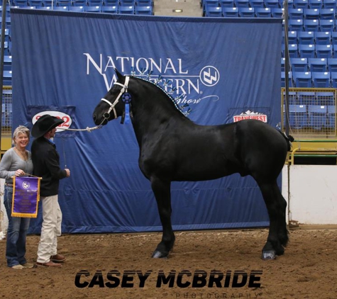 Fresno Carriage - Fresno, CA. Champion Percheron Horses