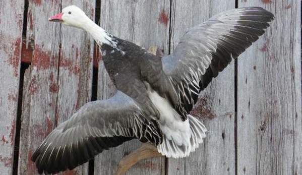 Sugar River Taxidermy - Monticello, WI