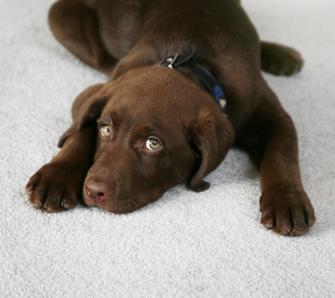 Extreme Carpet Cleaning - Visalia, CA