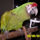 Owned By Parrots - Pet Services
