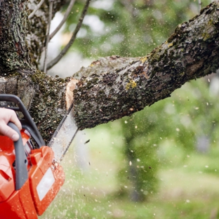 Arbor Tree Care - North Charleston, SC