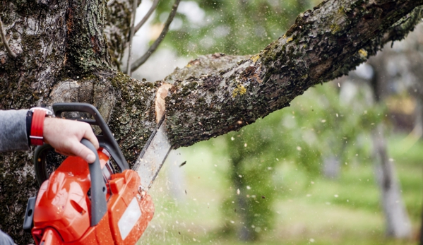 Loyal Tree Service