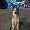 Adventure Paws Training gallery