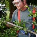 Mark Davidson Tree Service - Tree Service