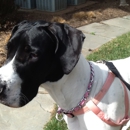 PET CARE at HOME - Pet Services