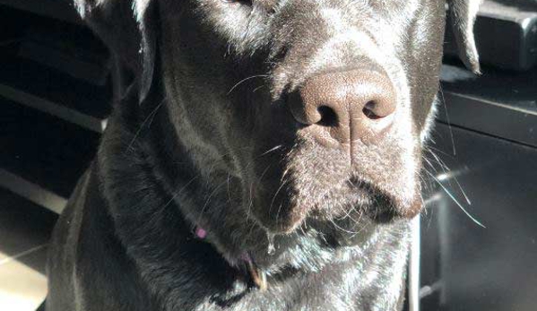 Mindful Pet Care - Beaconsfield, NSW
