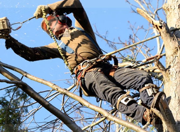 TC's Tree Service