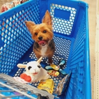 Petsense by Tractor Supply