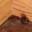 Dave's Pest Control, Inc. - Termite Control