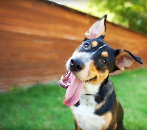 Mindful Pet Care - Beaconsfield, NSW