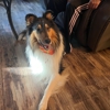 Dog Training Elite of Southern CT gallery