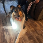 Dog Training Elite of Southern CT