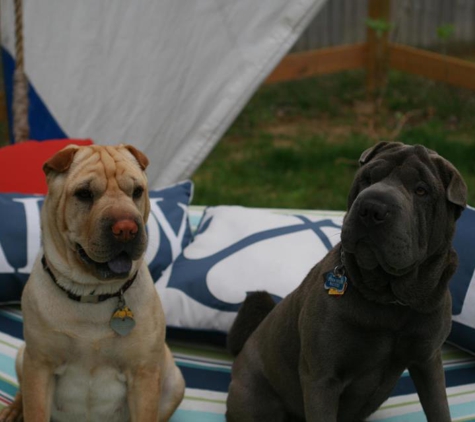 Chesapeake Bay Shar Pei - California, MD