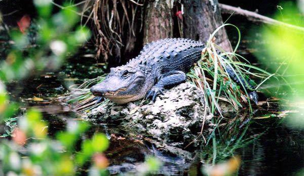 Everglades Safari Park - Miami, FL