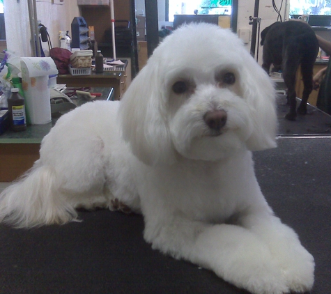 Forte Grooming - Miamisburg, OH