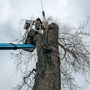 Lakes Tree Service LLC