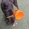 Williamsburg Pet Hotel & Suites gallery