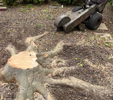 Central Coast Tree Removal - Kanwal, NSW