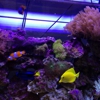 Hooked On Reefs gallery