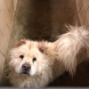 City-Plainview Animal Control gallery