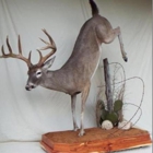 Wildlife Artistry Taxidermy