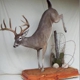 Wildlife Artistry Taxidermy