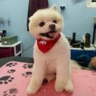 Blue Poodle Pet Grooming Salon