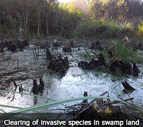 Aussie Tree Services - Wyee Point, NSW. Clearing of invasive species in swamp land