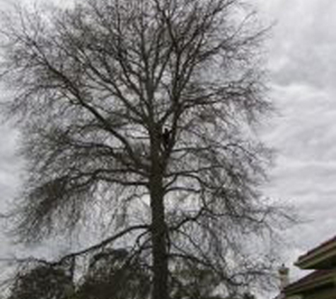 Tree Limits - Bairnsdale, VIC