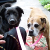 The Pet Hospital Of New Bern gallery
