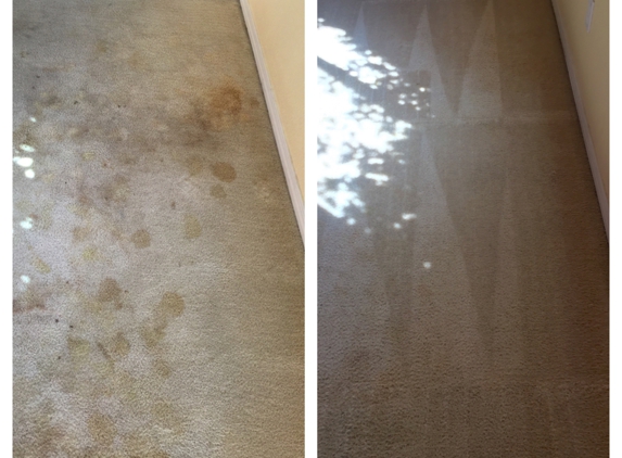 Custom Carpet Cleaning - Albuquerque, NM