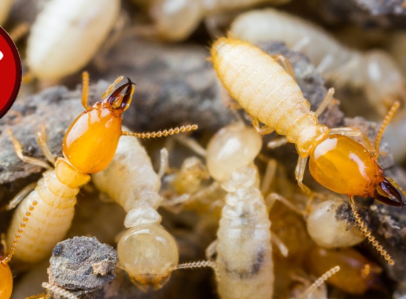 Mid-South Pest & Termite - Memphis, TN