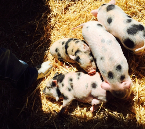 Fox Hollow Farm - Issaquah, WA