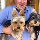 Silky Terriers From The Heartland