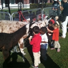 South Florida Pony Rental