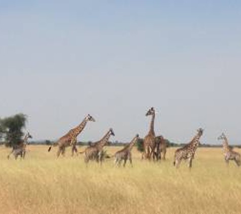 Open Africa Safaris - Houston, TX