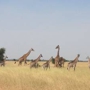 Open Africa Safaris