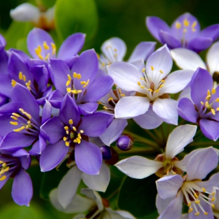 TreeWorld Wholesale - Homestead, FL. Guaiacum officinale (Lignum Vitae) Flower