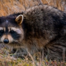 Nuisance Wildlife - Pest Control Services