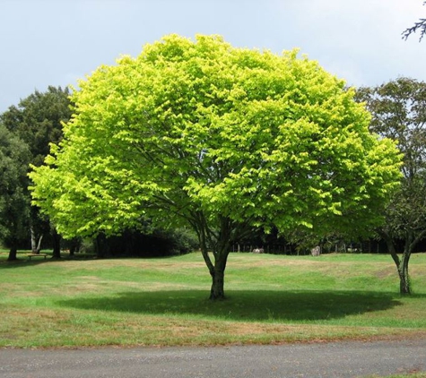 Aid Tree Care - Rialto, CA