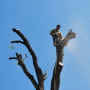 Vergara Tree Service - Tree Service