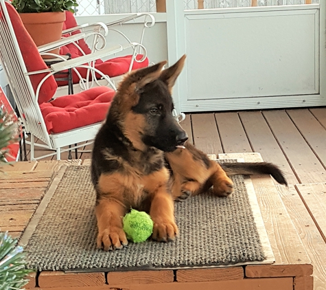 Florida German Shepherd Puppies - Orlando, FL