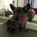 Pup In A Tub - Pet Grooming
