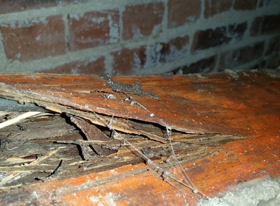 North Sydney Pest Management - Willoughby, NSW