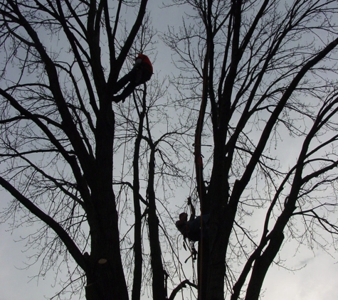 Whole Tree Care by Trapper's Tree Service (Columbus, Ohio) - Hilliard, OH