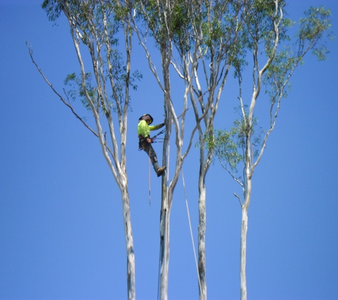 Treebiz Tree Services - Harlaxton, QLD
