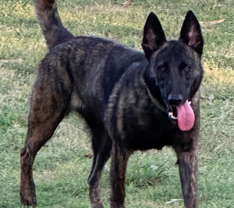 VomSirius Working Dogs - Mount Tarampa, QLD